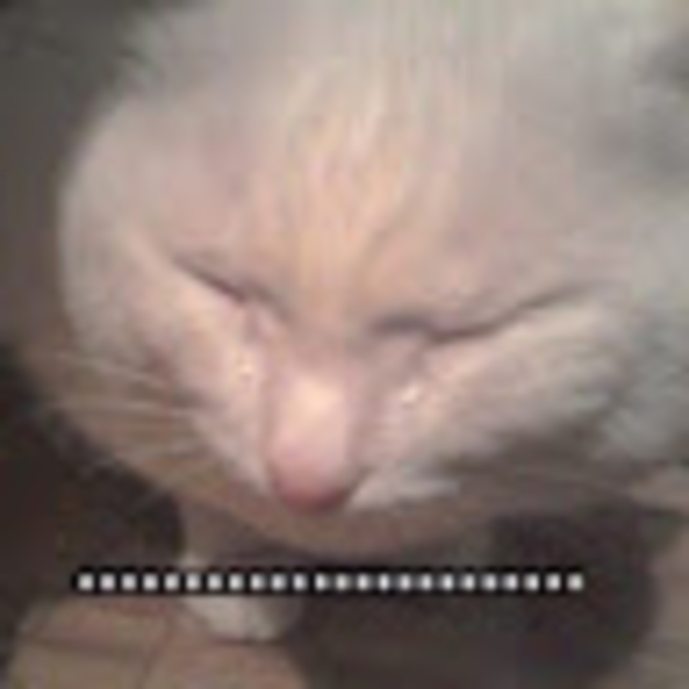 Meet your Posher, Jadie